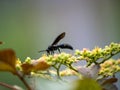 Scolia oculata on cayratia japonica flowers 16